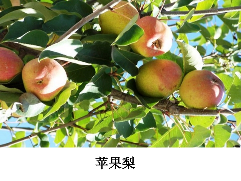 宣意仁+宁波市云龙前徐小学语文坊+《珍珠鸟》教学课件_第1页