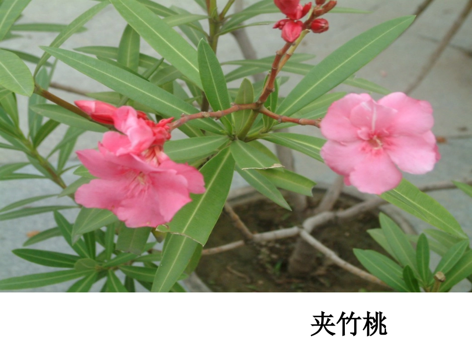 宣意仁+宁波市云龙前徐小学语文坊+《珍珠鸟》教学课件_第2页