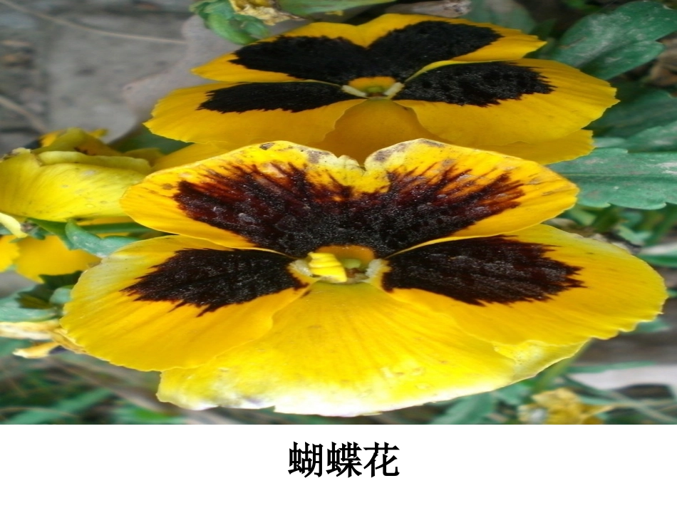 宣意仁+宁波市云龙前徐小学语文坊+《珍珠鸟》教学课件_第3页