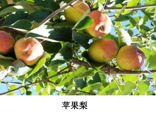 宣意仁+宁波市云龙前徐小学语文坊+《珍珠鸟》教学课件