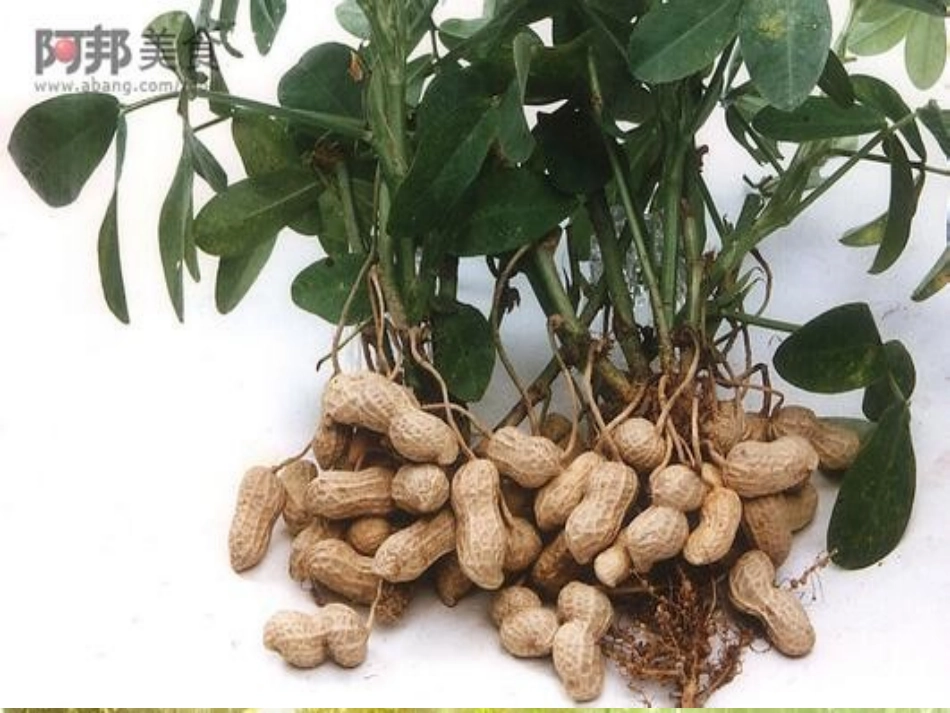 中班科学课件：花生的秘密_第3页