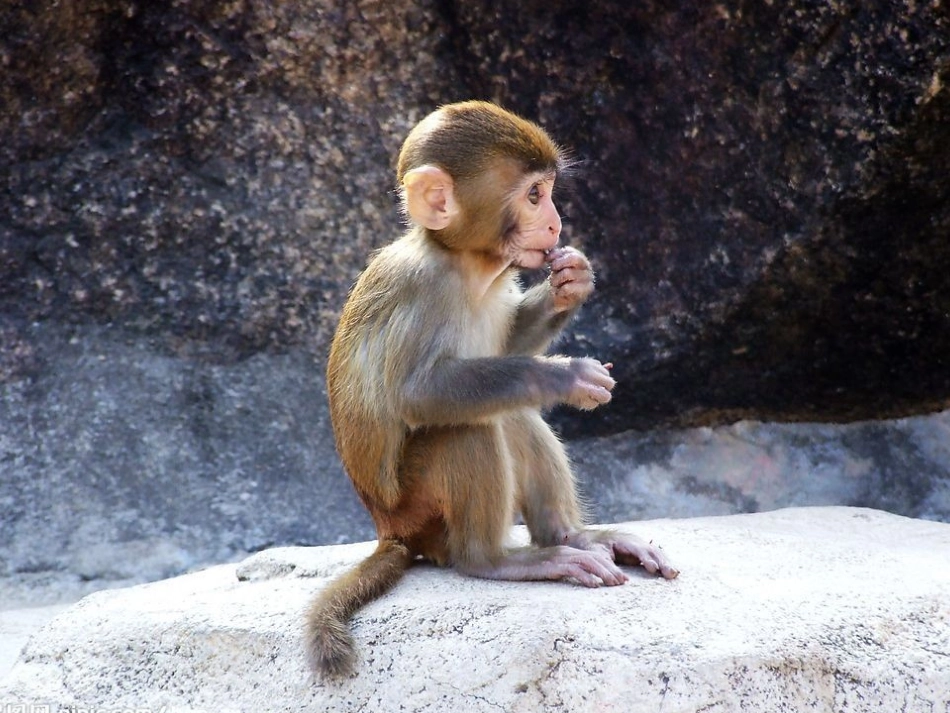 北师大版数学三年级上册分桃子两位数除以一位数课件_第3页