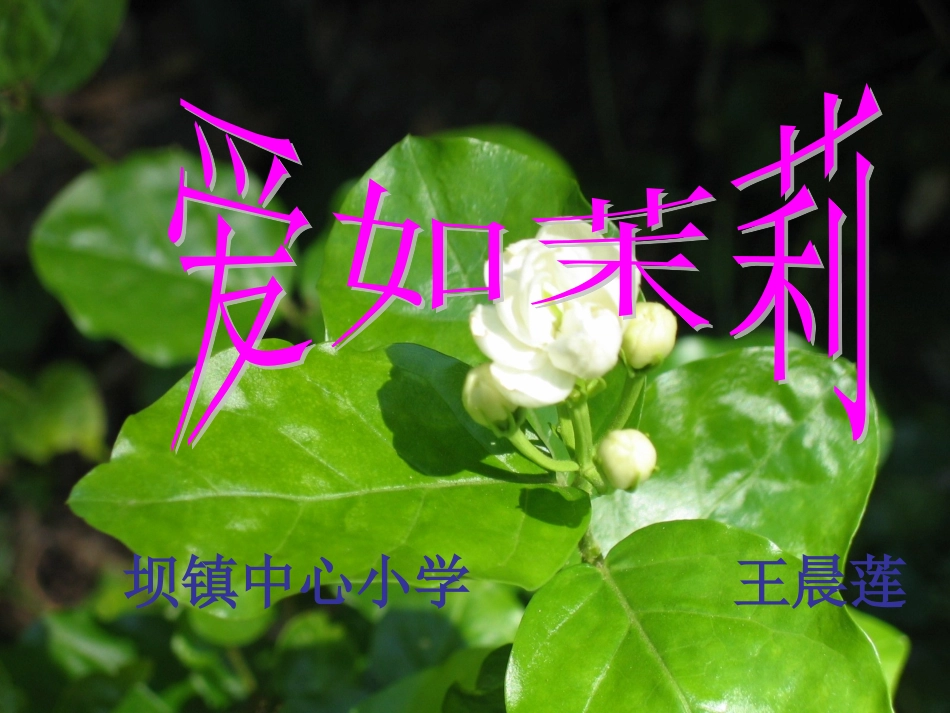 (爱如茉莉)_第1页