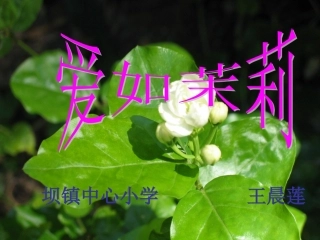 (爱如茉莉)