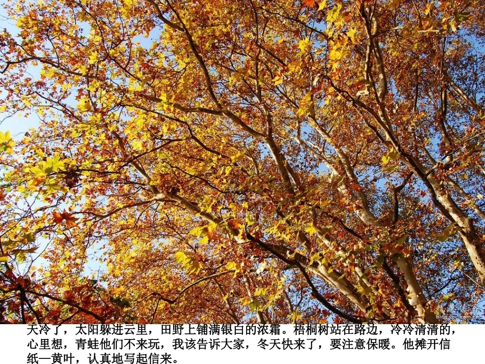 大班语言：梧桐树寄信_第2页