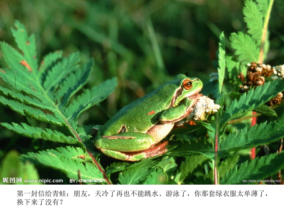 大班语言：梧桐树寄信_第3页