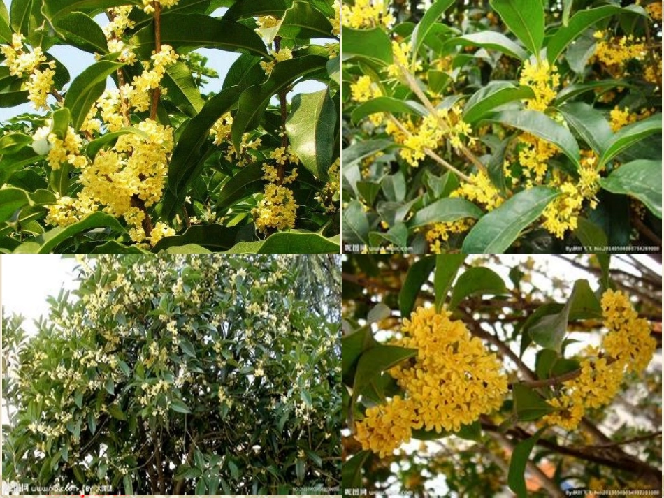 桂花雨 (6)_第1页