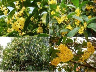 桂花雨 (6)