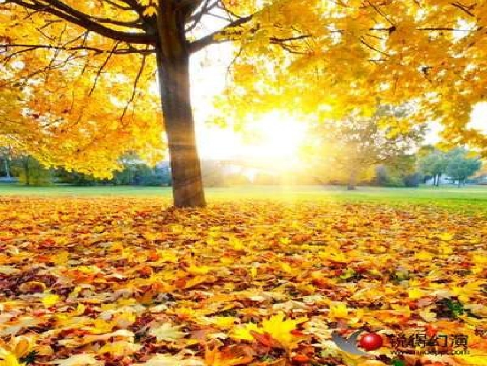 幼儿园大班音乐《秋叶》PPT_第2页