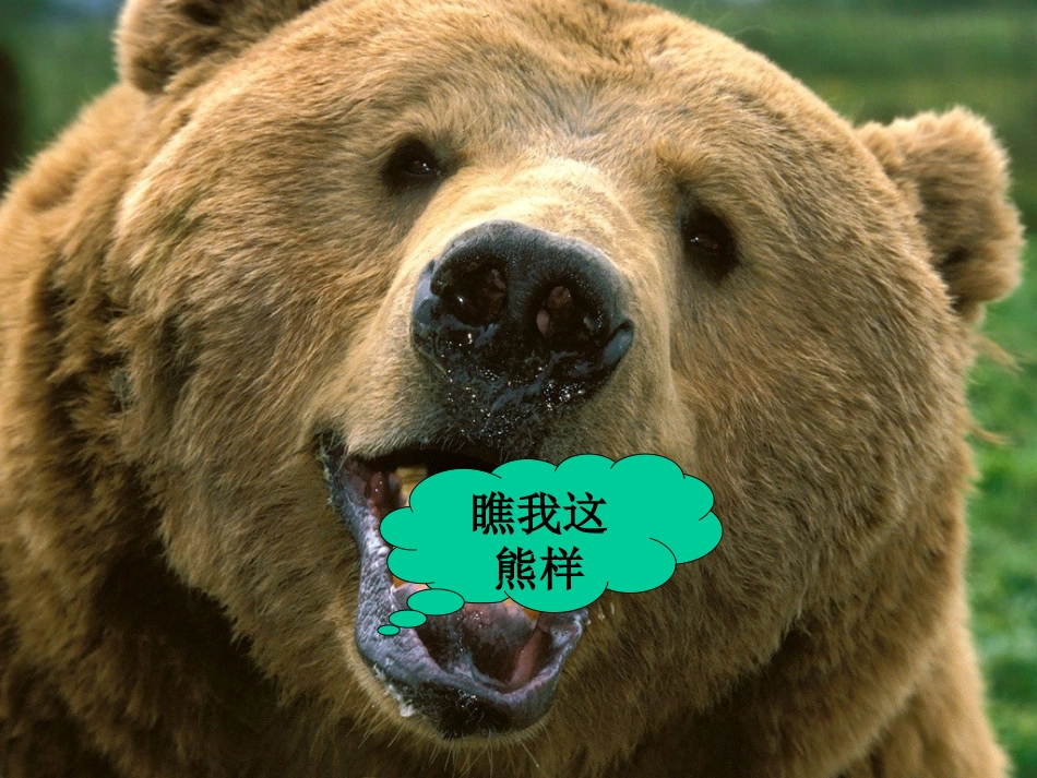 《动物游戏之谜》课件2_第2页