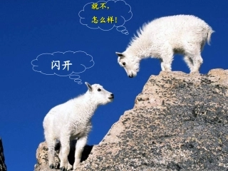 《动物游戏之谜》课件2