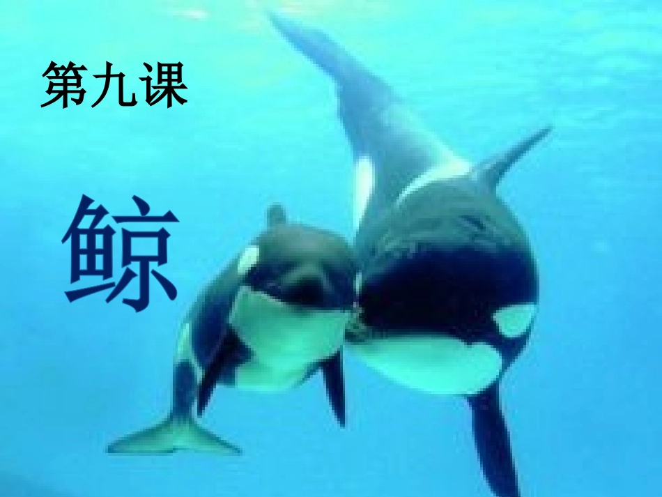 《第9课鲸》_第2页