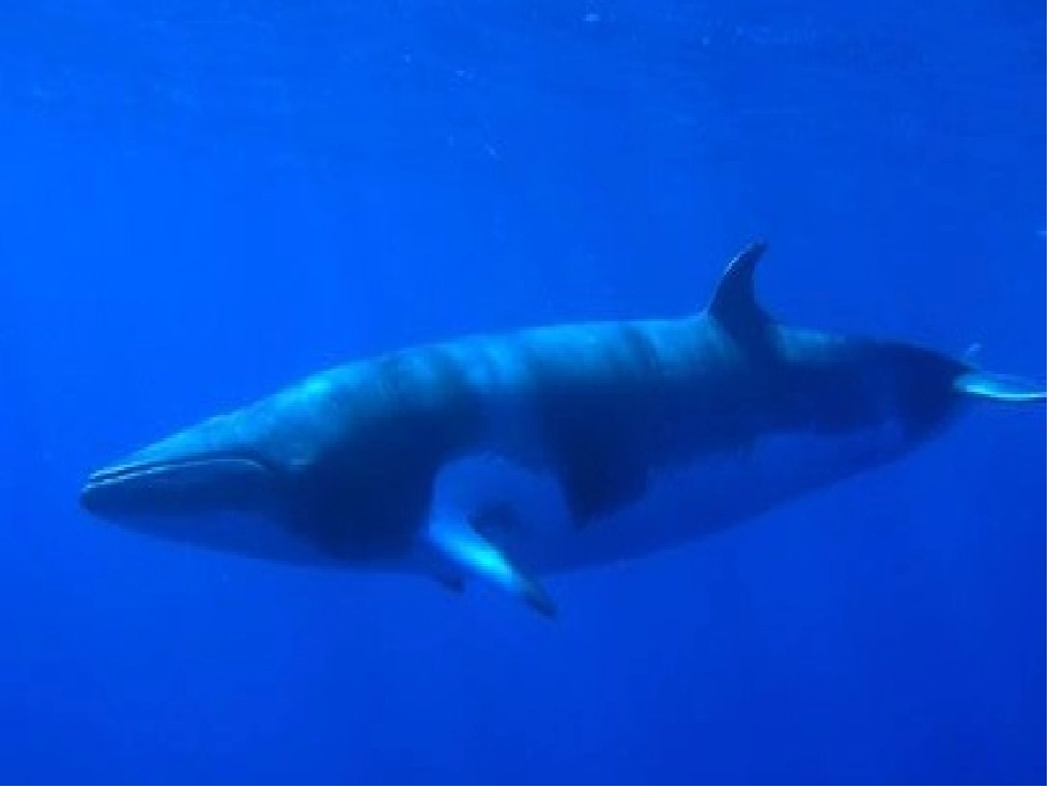 《第9课鲸》_第3页