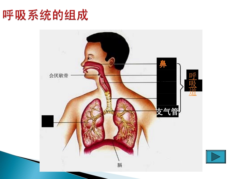 人体的呼吸3_第2页