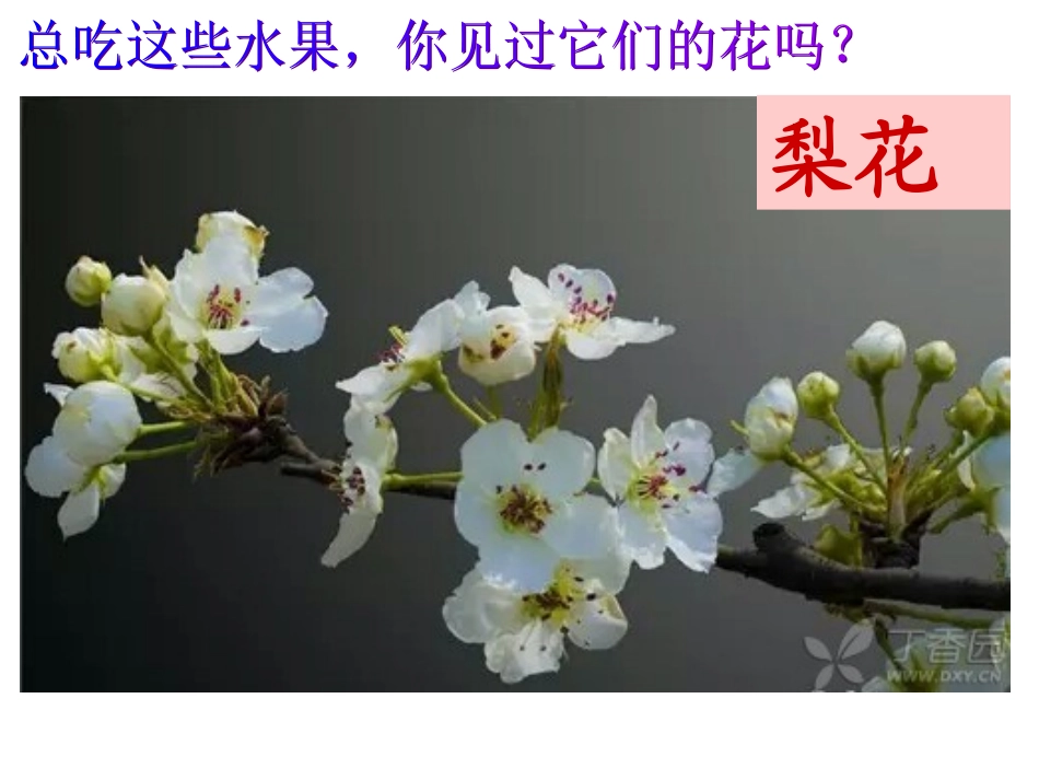 水果和蔬菜的花_第2页