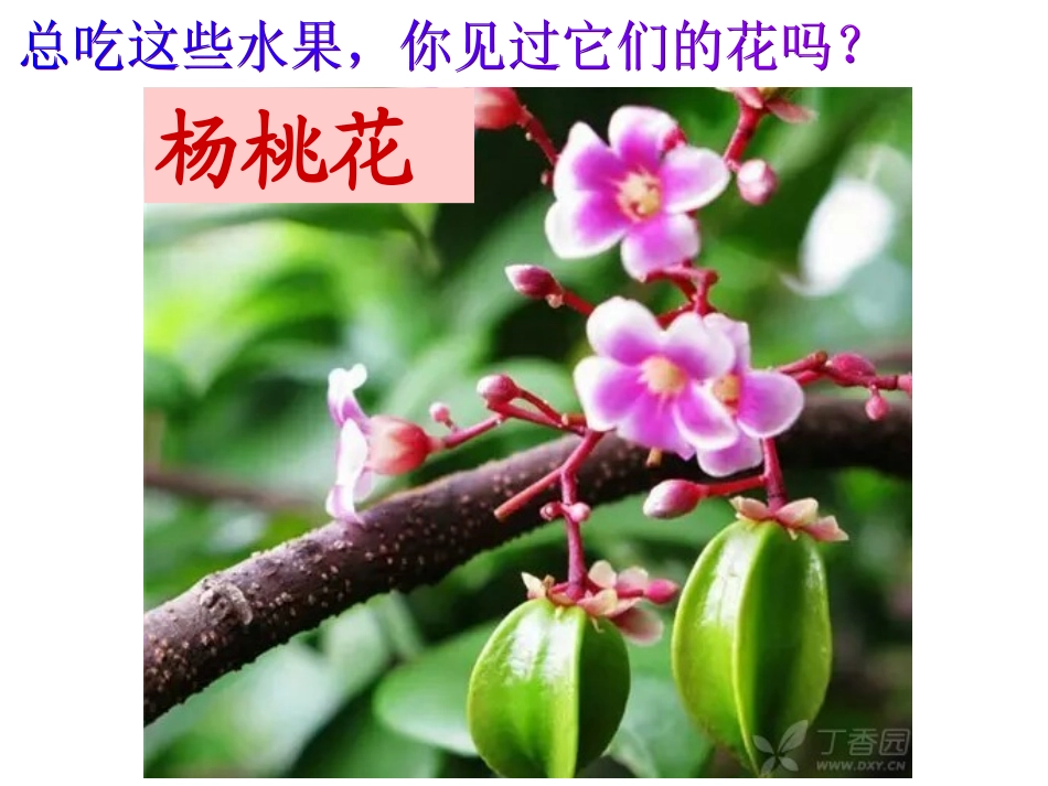 水果和蔬菜的花_第3页