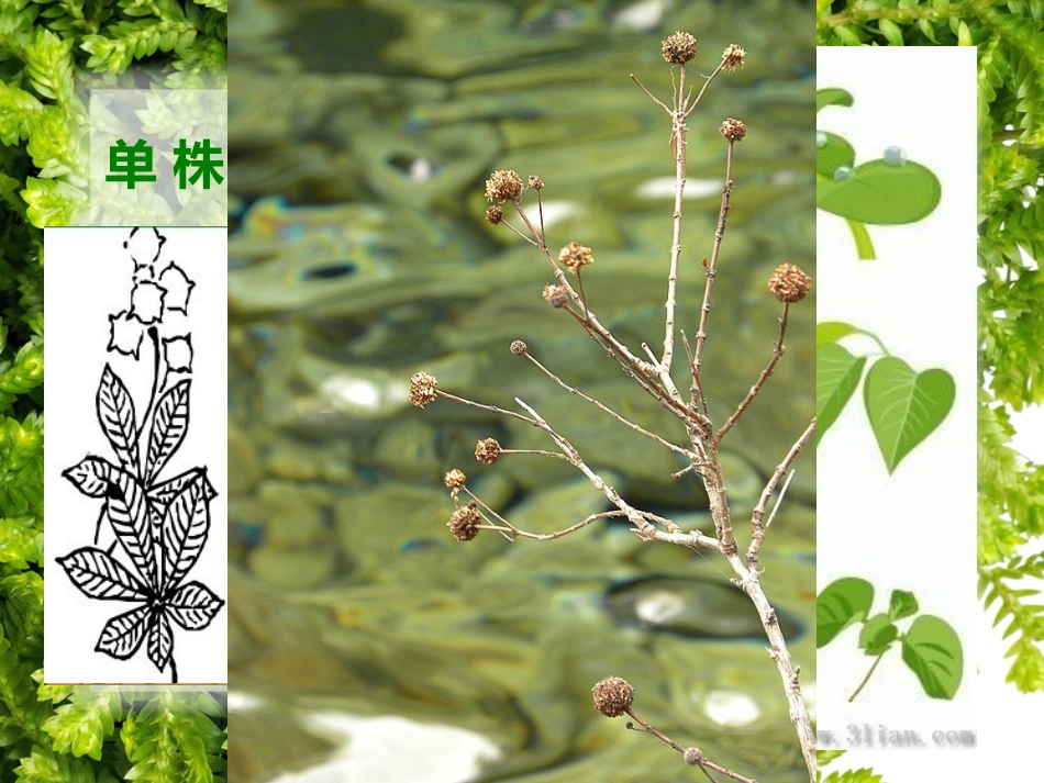 四年级第5课《草丛中》_第2页