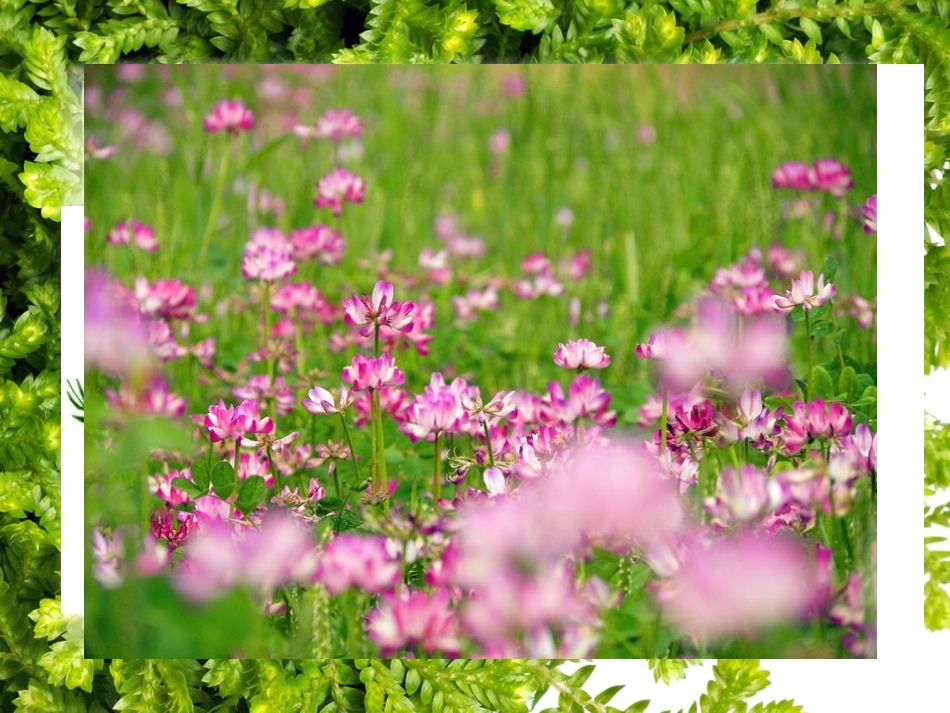 四年级第5课《草丛中》_第3页