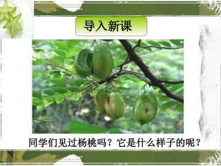 《画杨桃》课件1