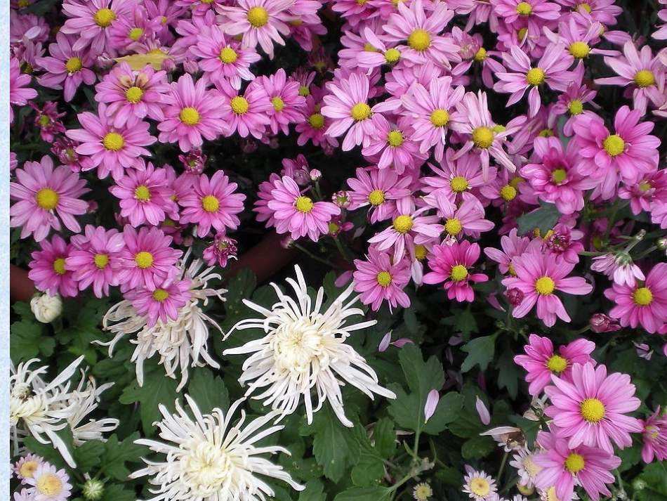 古诗两首 (5)_第2页