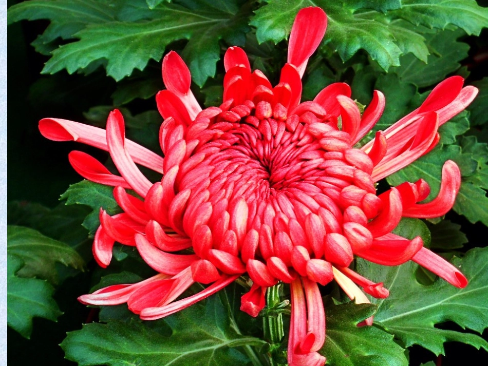 古诗两首 (5)_第3页