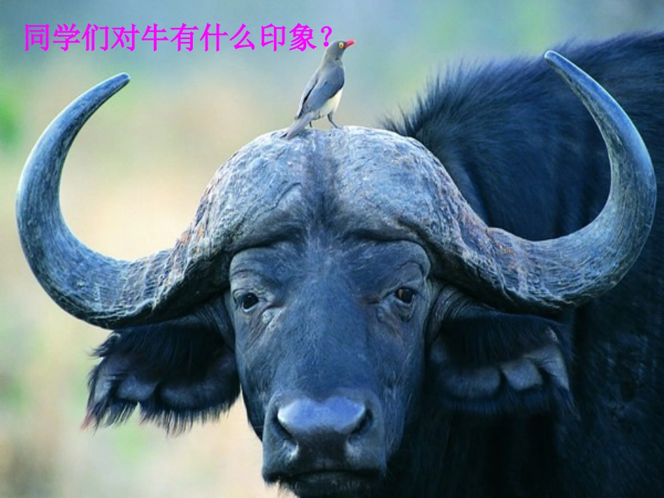 《牛和鹅2》PPT(北师大版下)PPT课件_第1页