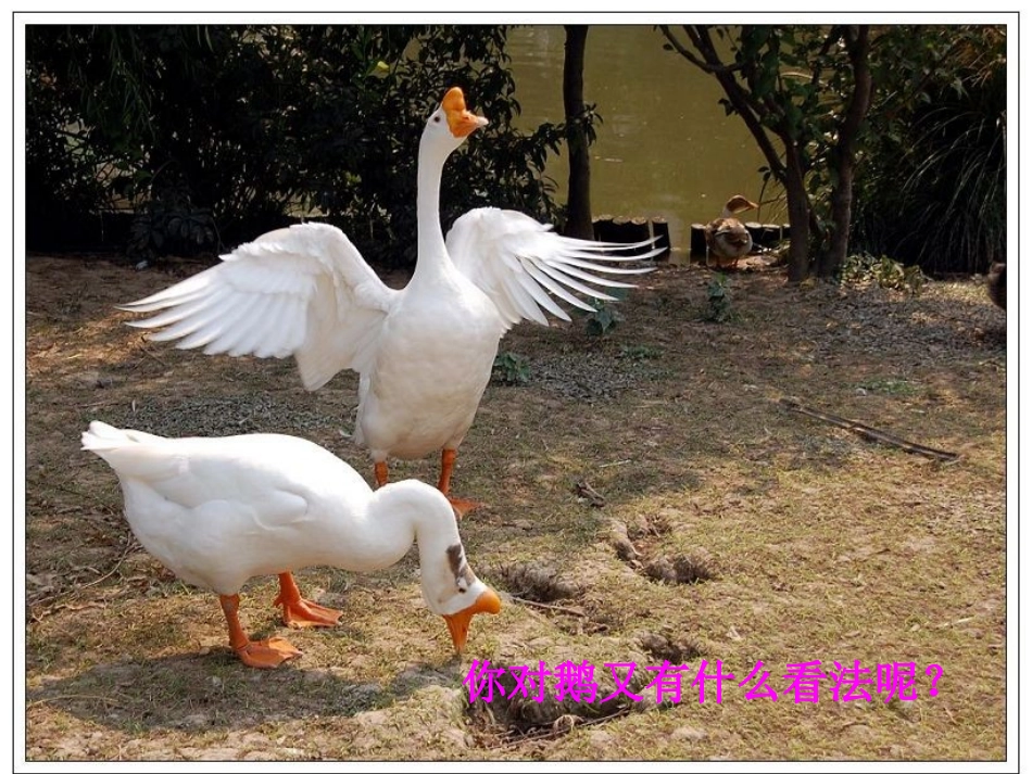 《牛和鹅2》PPT(北师大版下)PPT课件_第2页