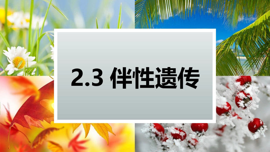 伴性遗传定课件_第1页