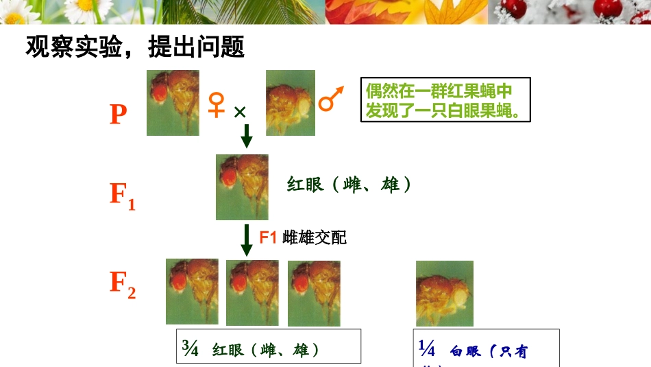 伴性遗传定课件_第2页