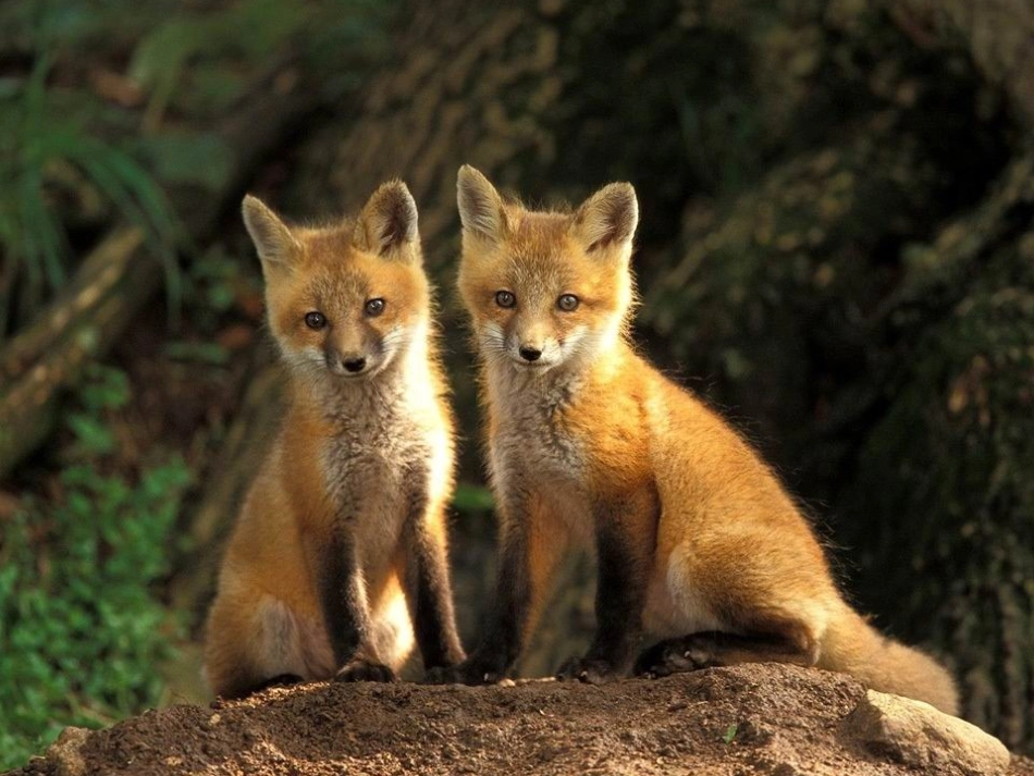 吃书的狐狸（绘本PPT）_第3页