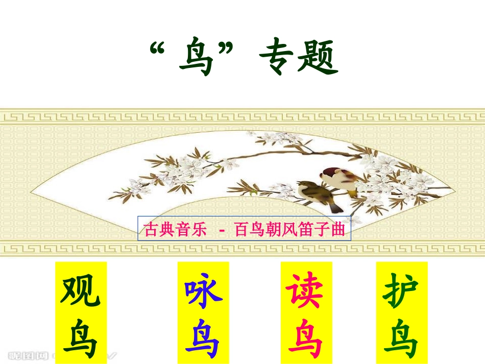 《鸟专题》课件_第1页