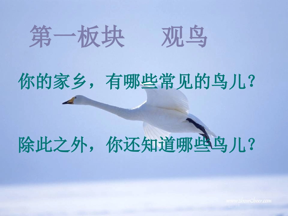 《鸟专题》课件_第2页