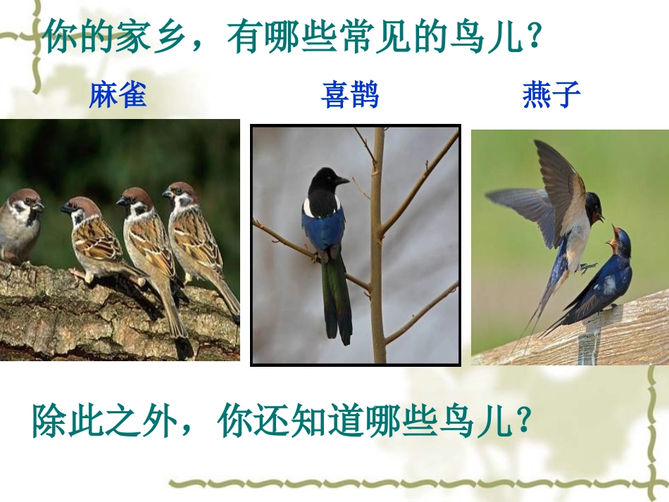 《鸟专题》课件_第3页