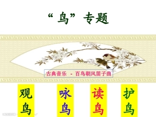 《鸟专题》课件