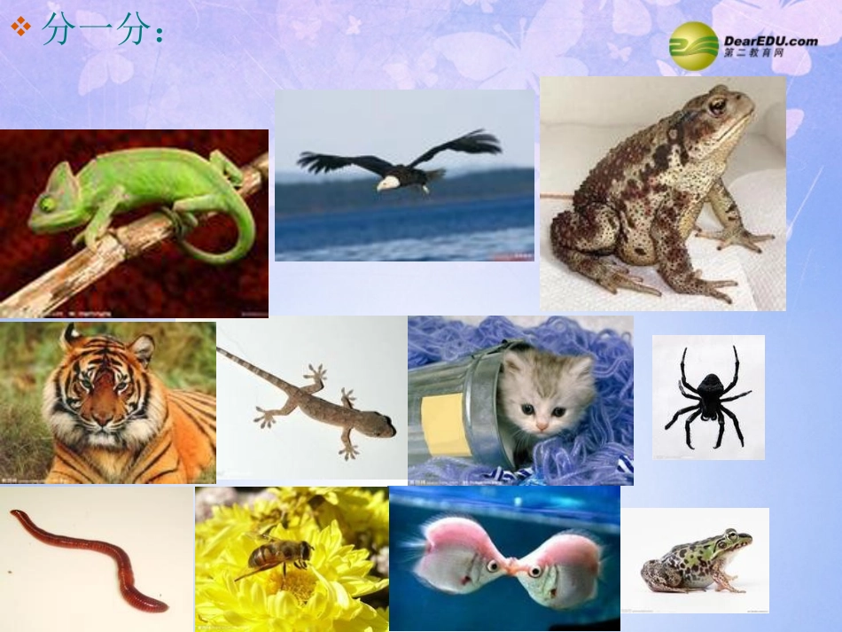 湖北省孝感市八年级生物下册 动物的分类课件 北师大版 课件_第2页