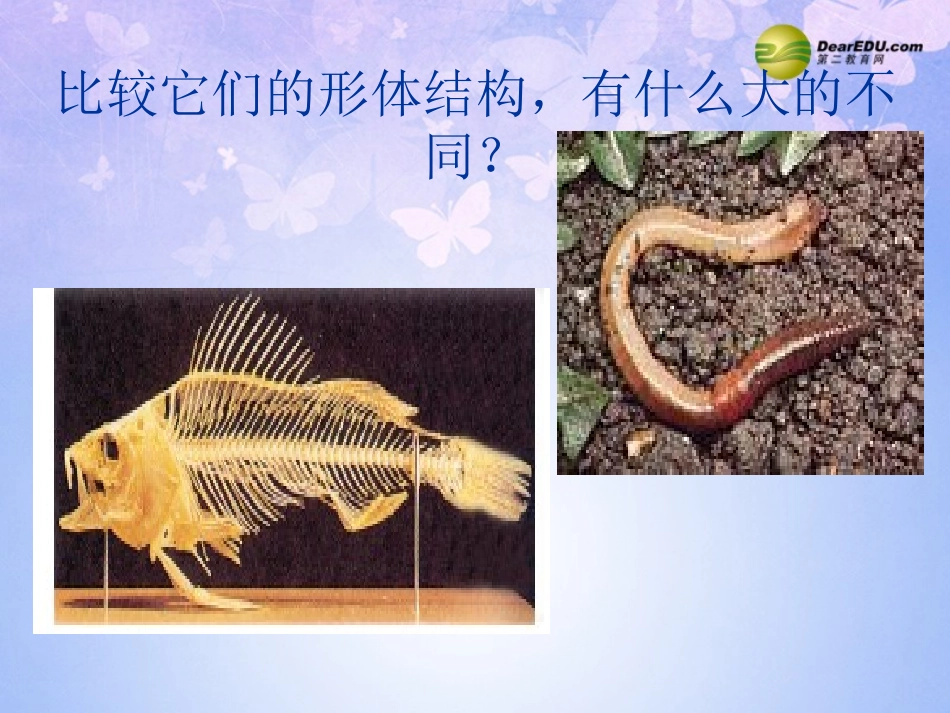 湖北省孝感市八年级生物下册 动物的分类课件 北师大版 课件_第3页