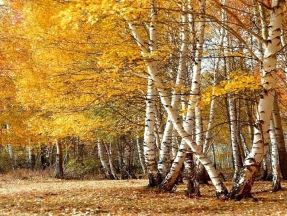 高中语文 第三专题(感受秋之韵)课件 苏教版必修4 课件_第3页