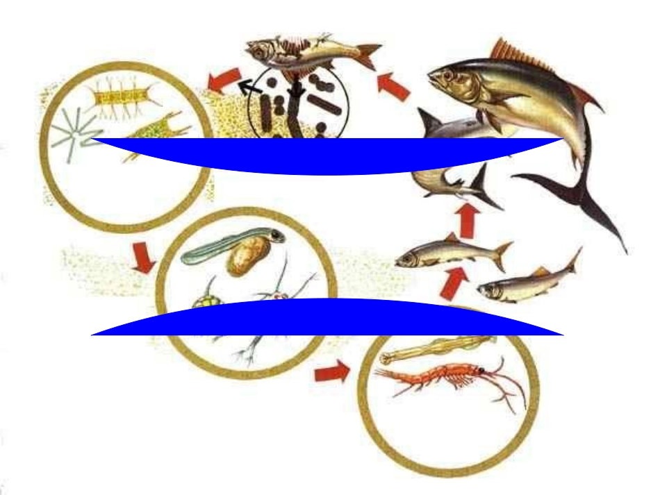 《食物链和食物网》_第3页