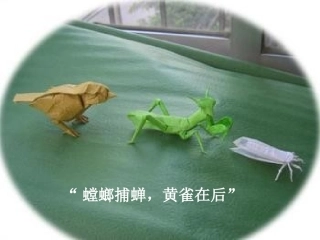 《食物链和食物网》