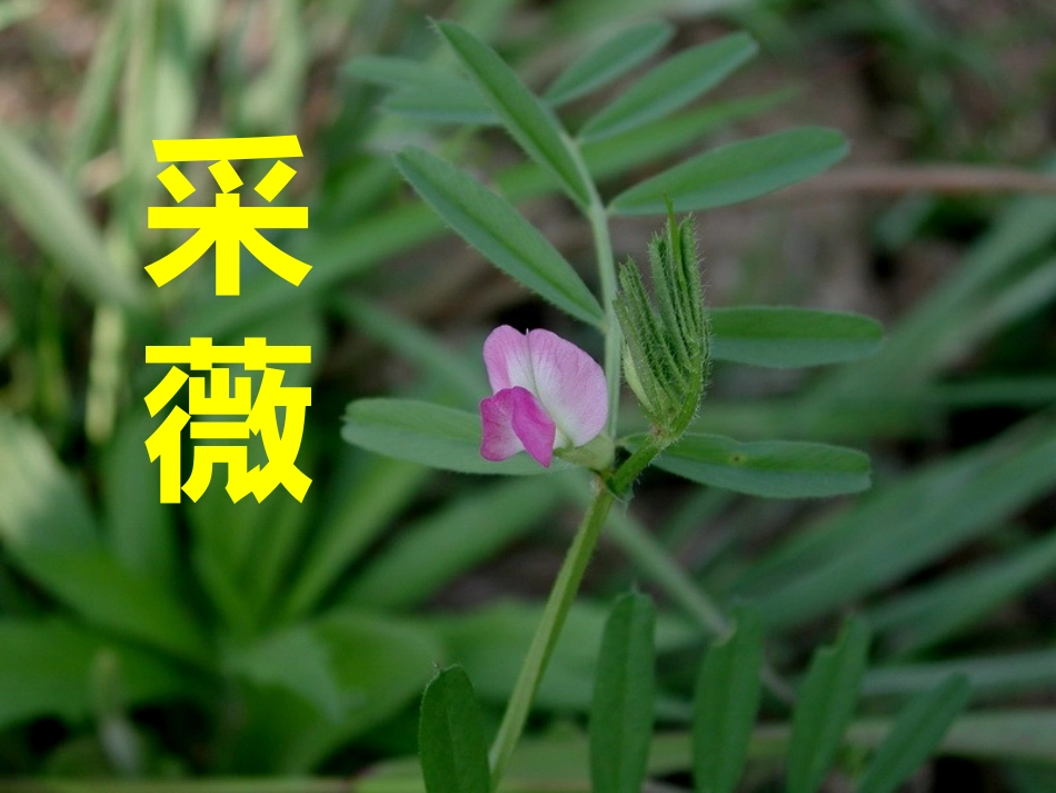 高中语文(采薇)优秀教学课件 新人教版 课件_第1页