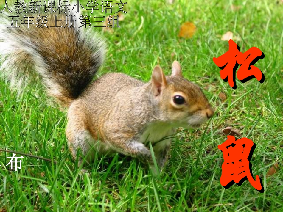 松鼠课件 (2)_第1页