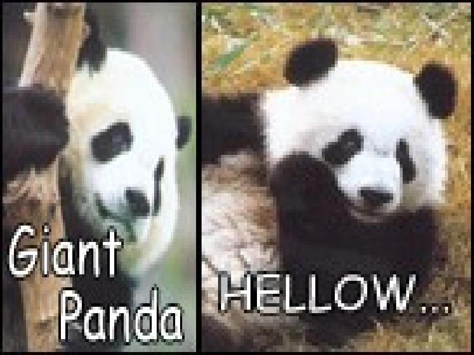 高一英语模块2Unit4课件 新课标 人教版 课件_第2页