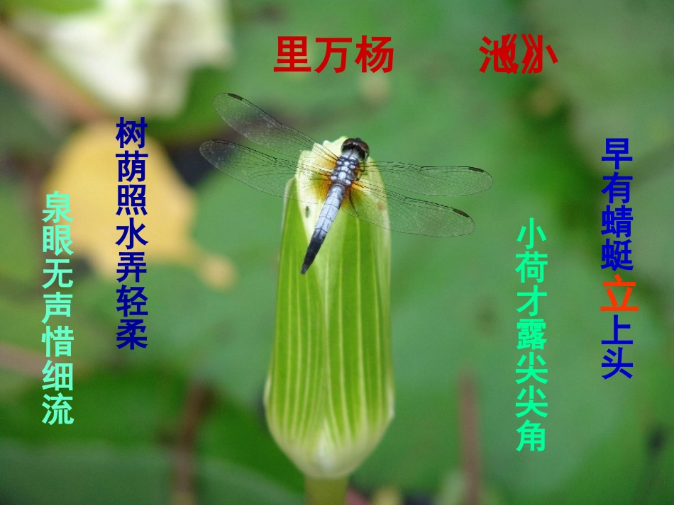 高中语文第四专题慢慢走欣赏啊荷塘月色课件苏教版必修2 课件_第3页