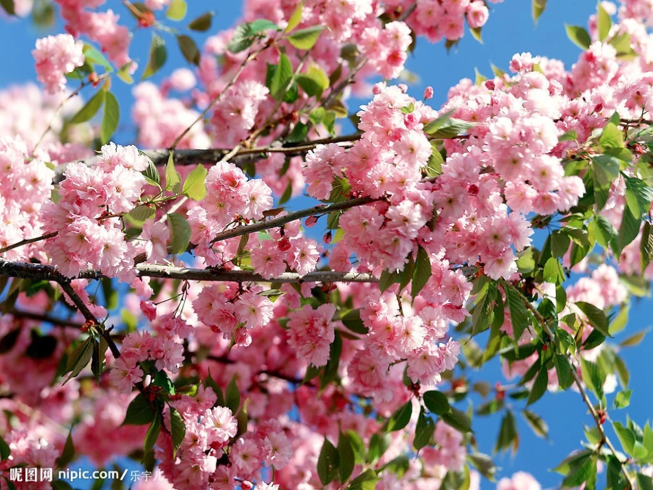和我们一样享受春天示范课_第2页
