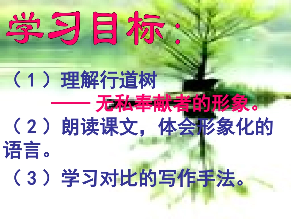 行道树1 (行道树)课件2_第2页