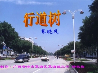 行道树1 (行道树)课件2