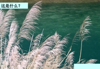 高中语文(人是能思想的苇草)课件 苏教版必修5 课件