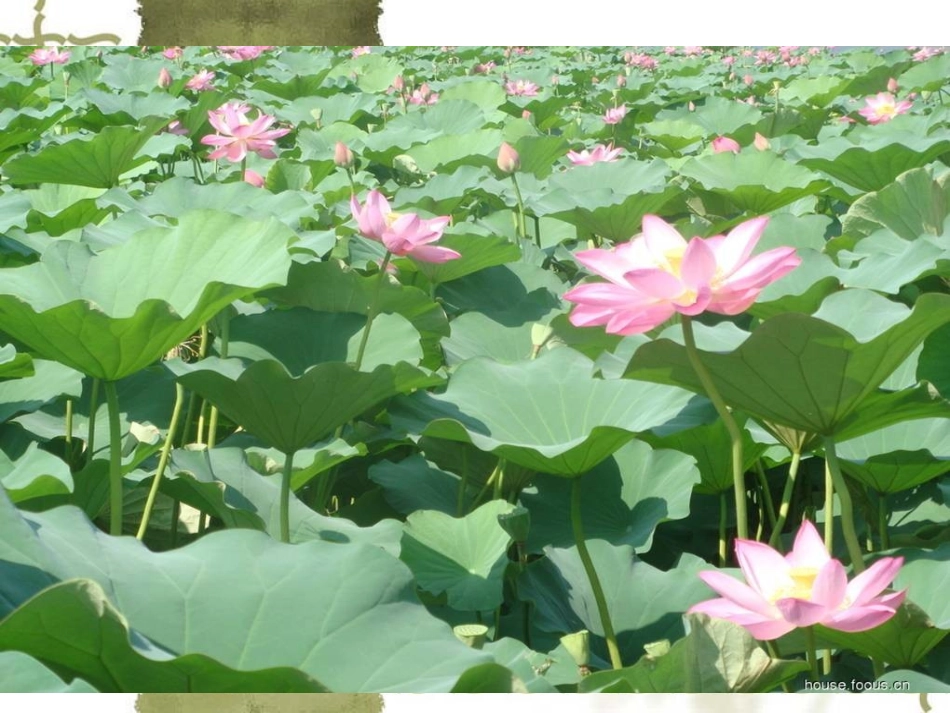 高中语文：(苏幕遮)课件(人教版) 课件_第1页