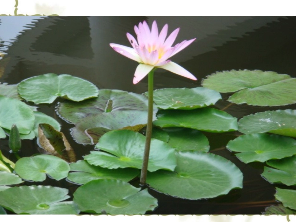 高中语文：(苏幕遮)课件(人教版) 课件_第2页