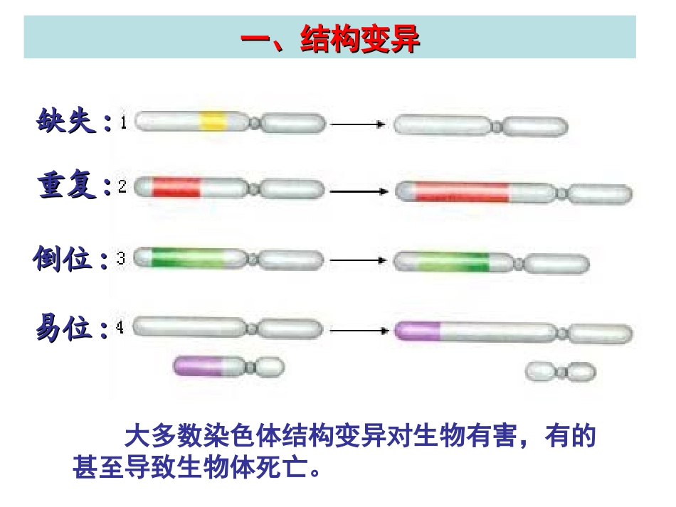 染色体变异5_第2页